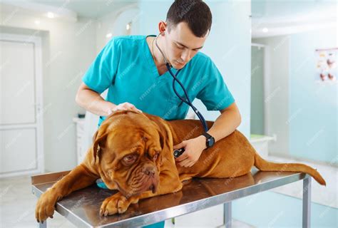 Vétérinaire examinant un chien