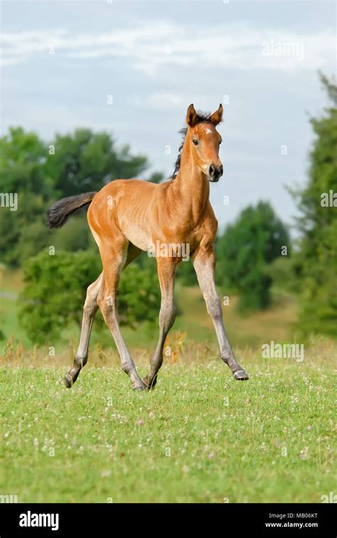 Jeune poulain au trot