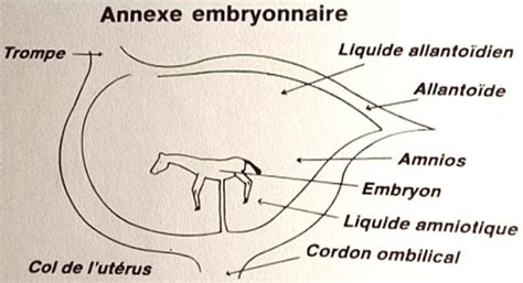Schéma de l'anatomie reproductive de la jument