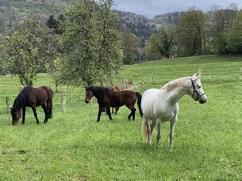Illustration de chevaux dans un environnement naturel