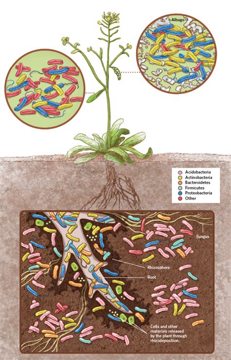 Vue microscopique de la vie microbienne du sol
