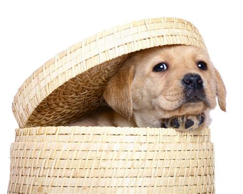 Chiot dans un panier