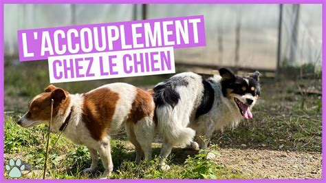 Chien mâle et femelle avant accouplement