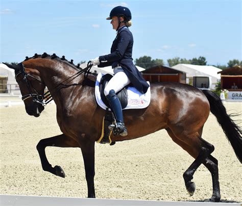 Dressage équestre