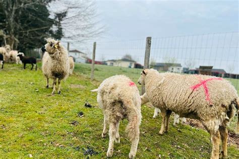 Un troupeau de moutons bondissant dans un pré ensoleillé