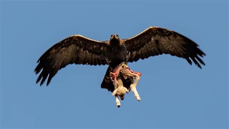 Un agneau faisant un bond impressionnant dans l'air