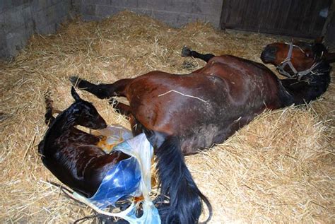 Signes de poulinage imminent