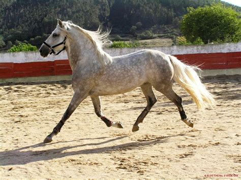 Cheval Lusitanien lors d'une corrida portugaise
