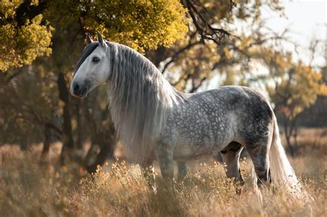 Portrait d'un cheval Lusitanien avec une crinière soignée