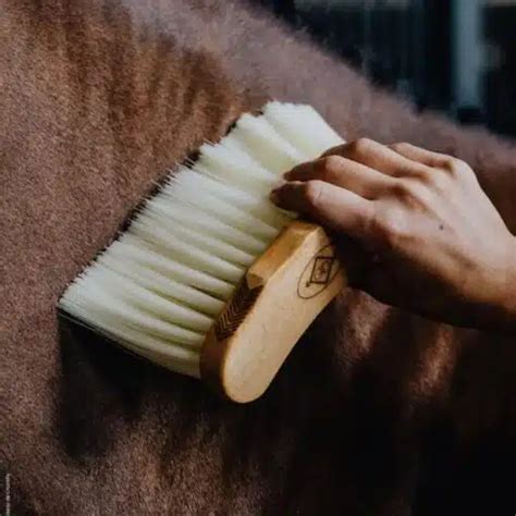 Bouchon à poils longs Kentucky
