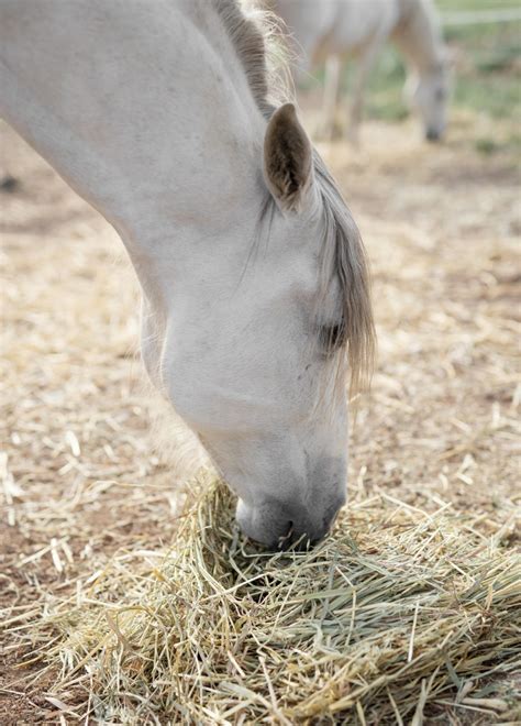 Cheval âgé mangeant des bouchons de foin