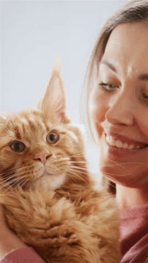 Image d'un chat regardant intensément son propriétaire