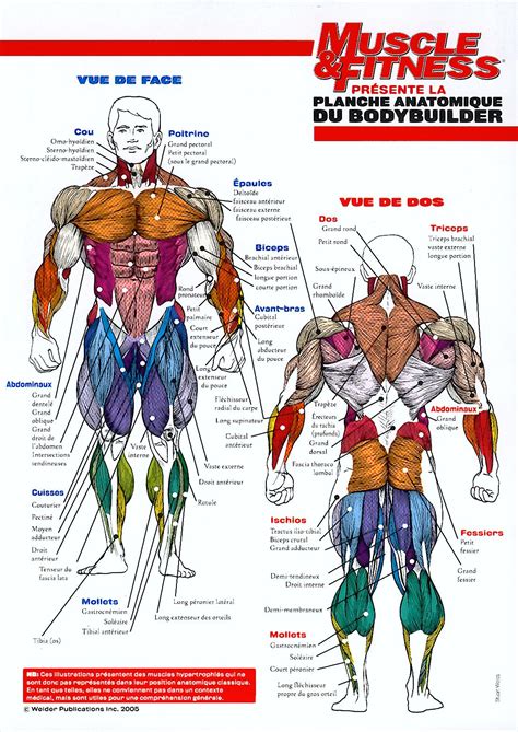 Schéma musculaire du corps humain mettant en évidence les muscles clés pour le cavalier