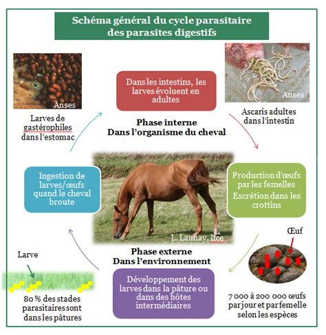 Cycle de vie des parasites digestifs chez le cheval