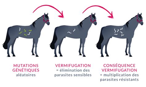 Infographie résumant les principes de la vermifugation raisonnée