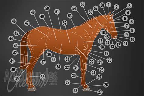 Diagramme montrant les critères de sélection d'un cheval : Mental, Morphologie, Couleur, Aptitude