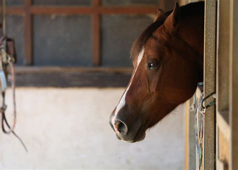chevaux malades en écurie