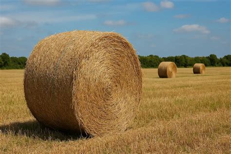 Manutention d'une botte de foin par un palefrenier