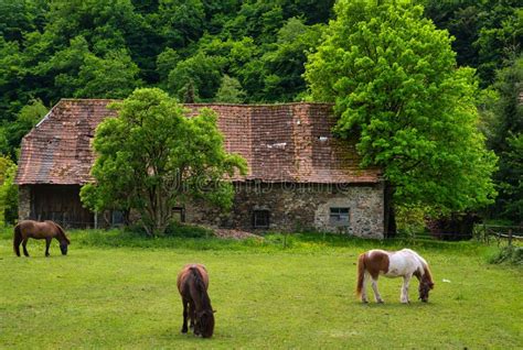 Poneys dans un pré verdoyant