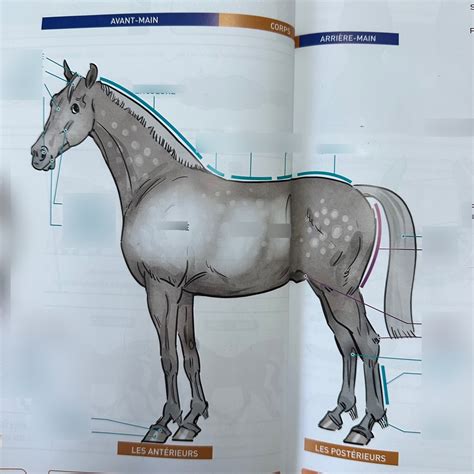Diagramme des sens du cheval comparés à ceux de l'humain