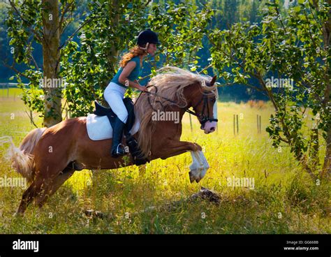 Cheval et cavalier traversant un paysage rural