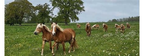 Chevaux dans un pré avec des mouches