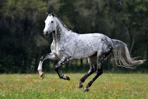 Cheval gris pommelé