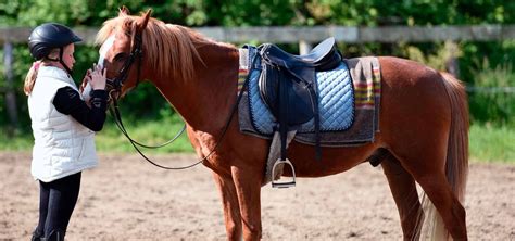 Cavalier et propriétaire discutant près d'un cheval