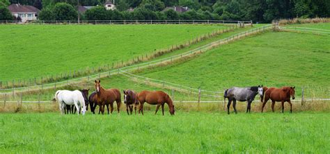 Cheval au paddock, profitant de l'espace