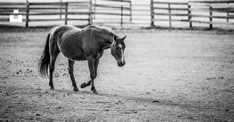 Cheval marchant dans une grande prairie clôturée