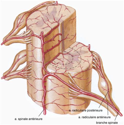 Schéma de la vascularisation de la moelle épinière