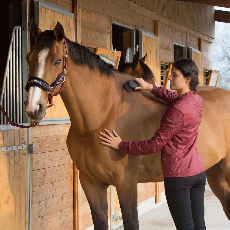 Cheval au pansage avec une étrille