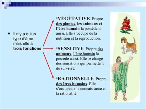 Schéma illustrant la relation âme-corps selon Aristote
