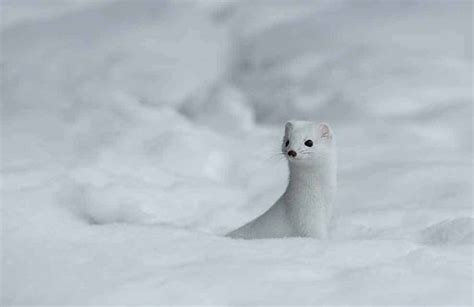 Illustration d'une hermine blanche dans un paysage enneigé