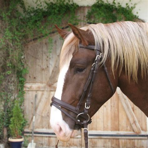 Cheval avec une muserolle