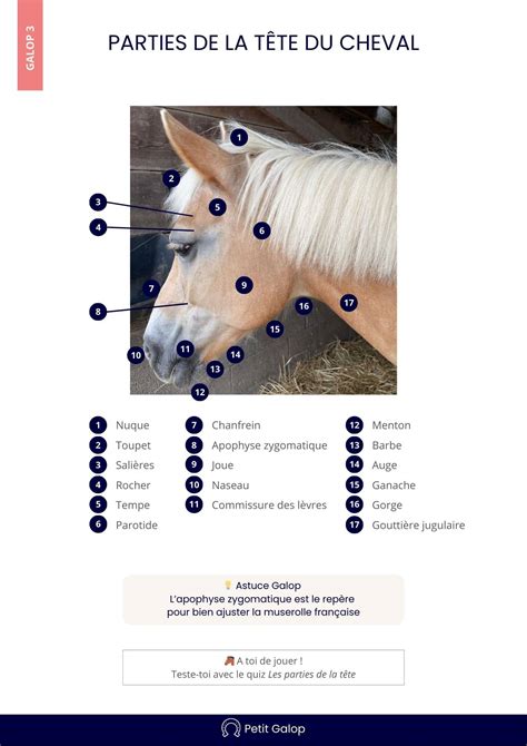 Diagramme illustrant la pression sur la tête du cheval due à une muserolle serrée
