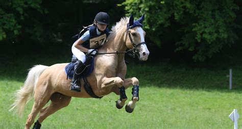 Cavalier et cheval en compétition
