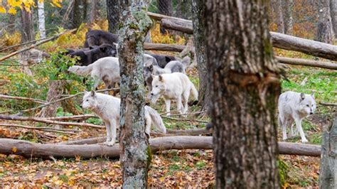 Des chercheurs étudiant le comportement de loups dans leur environnement