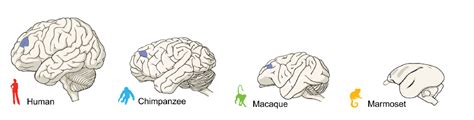 Une illustration comparant les cerveaux d'humains et de primates