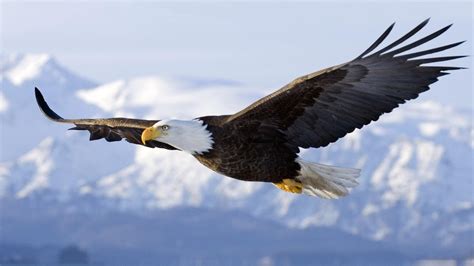 Un aigle majestueux en plein vol