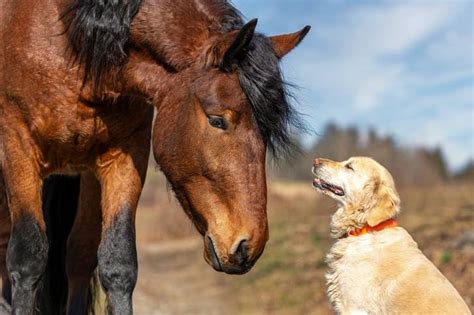 Un chien et un cheval se regardant dans un pré