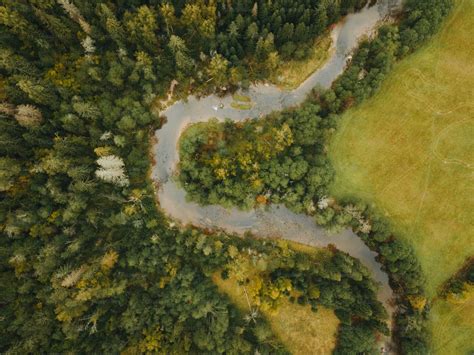 Cheval traversant une forêt avec une œuvre d'art