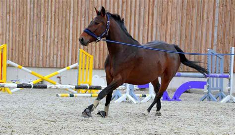 Cheval en longe dans un manège