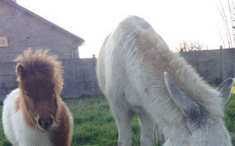 Deux poneys se regardant à travers une clôture