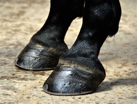 Gros plan sur un sabot de cheval sain