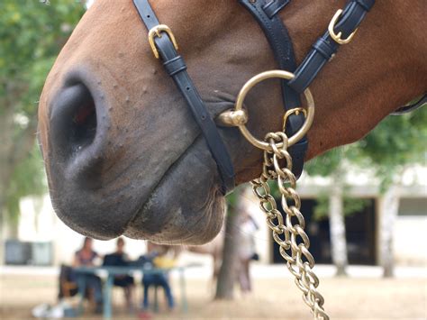 Mors de cheval utilisé comme porte-torchons dans une cuisine