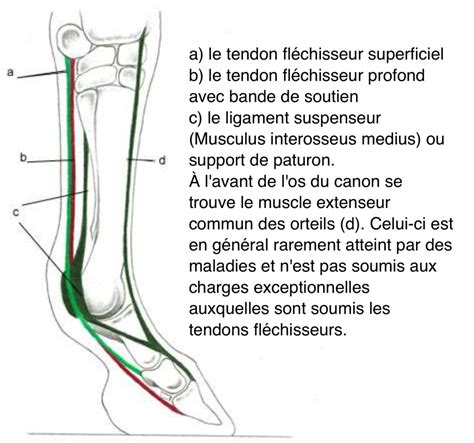 Diagramme anatomique du membre équin montrant le ligament suspenseur