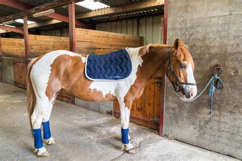 Cheval avec un tapis de selle et un bonnet assortis