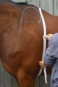 Mesure du périmètre thoracique d'un cheval