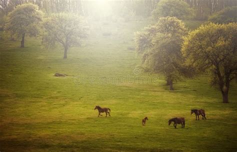 Chevaux au pré dans un paysage rural